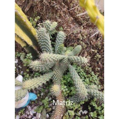 Cacto Cylindropuntia Fulgida Pote 9