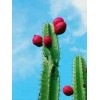 Sementes De Cacto do Peru (Cacto Maça Peruano) 100 unidade