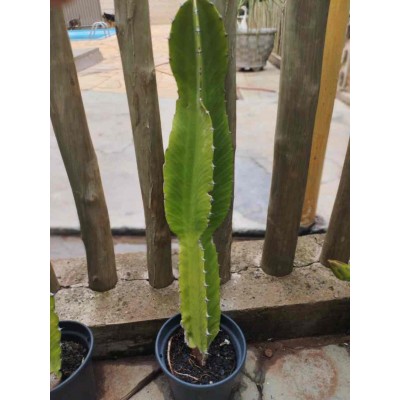 Cacto Euphorbia Candelabrum 40cm